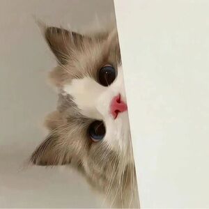 Meet your Posher, Remi